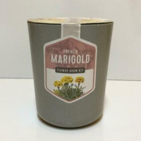 Modern Sprout Accents French Marigold Flower Grow Kit Poshmark